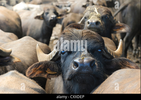 Les buffles, l'élevage de bétail pour la production de lait destiné à la mozzarella de bufflonne, mozzarella di bufala, région de Campanie, dans le sud de l'italie Banque D'Images
