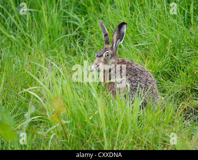 Lièvre d'Europe (Lepus europaeus), Texel, aux Pays-Bas, en Europe Banque D'Images