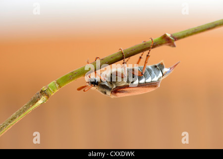 Cockcafer (Melolontha melolontha) Banque D'Images