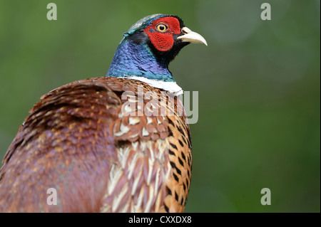 Le faisan commun (Phasianus colchicus), Texel, aux Pays-Bas, en Europe Banque D'Images