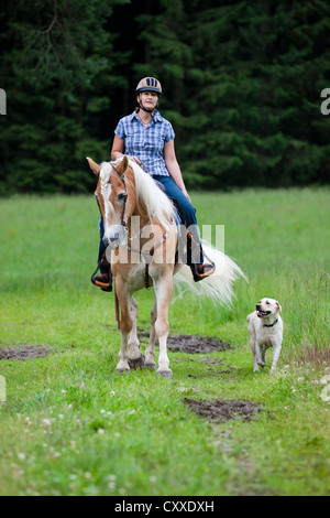 Woman riding a cheval Haflinger avec une bride de l'ouest, dans un champ avec un chien comme compagnon circonscription du Labrador, au nord, Tyrol, Autriche Banque D'Images