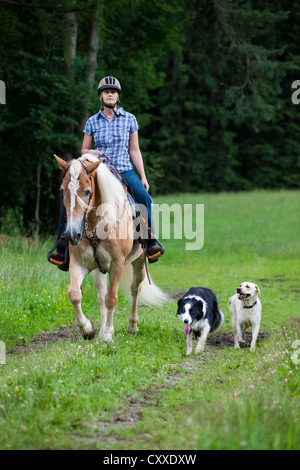 Woman riding a cheval Haflinger avec une bride de l'ouest, dans un champ avec le Labrador et le Border Collie comme compagnons Banque D'Images