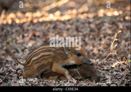 Le sanglier (Sus scrofa) porcelets, Daun, Eifel, Rhénanie-Palatinat Banque D'Images