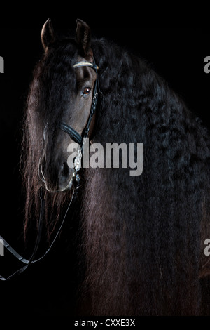 Frison frisons ou race, longue crinière, avec portrait, hongre cheval noir Banque D'Images