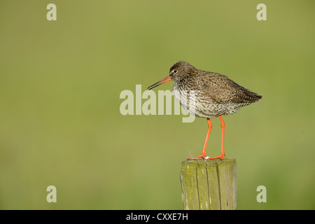 Chevalier Gambette (Tringa totanus), perché sur un poteau, Texel, aux Pays-Bas, en Europe Banque D'Images