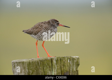 Chevalier Gambette (Tringa totanus), perché sur un poteau, Texel, aux Pays-Bas, en Europe Banque D'Images