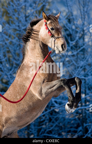 Arabian stallion, roan, debout sur ses pattes arrière, en hiver, au nord, Tyrol, Autriche, Europe Banque D'Images