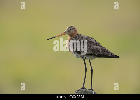 Barge à queue noire (Limosa limosa) perché sur un poteau, Texel, aux Pays-Bas, en Europe Banque D'Images