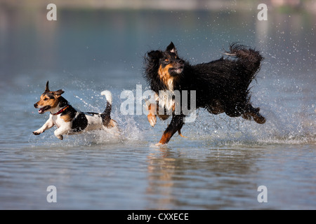 Jack Russell Terrier et Berger Australien sauter dans l'eau, Tyrol du Nord, l'Autriche, Europe Banque D'Images