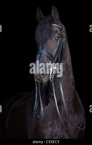 Frison hongre, noir, avec bordure, portrait, Tyrol du Nord, l'Autriche, Europe Banque D'Images