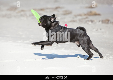 Les jeunes de l'extraction d'une pug noir sur la plage de frisbee Banque D'Images