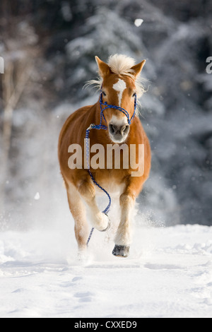 Jument Haflinger alezan avec un licou de corde et corde gallopping dans la neige, le Tyrol du Nord, l'Autriche, Europe Banque D'Images