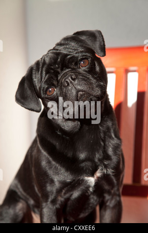 Le pug noir rouge sur une chaise de cuisine Banque D'Images