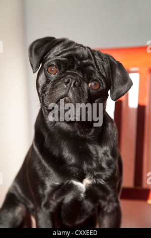 Le pug noir rouge sur une chaise de cuisine Banque D'Images