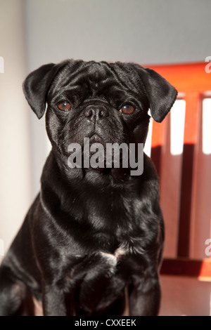 Le pug noir rouge sur une chaise de cuisine Banque D'Images