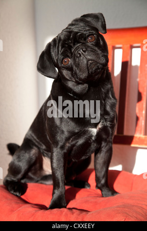 Le pug noir rouge sur une chaise de cuisine Banque D'Images