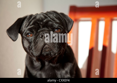 Le pug noir rouge sur une chaise de cuisine Banque D'Images