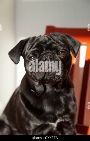 Le pug noir rouge sur une chaise de cuisine Banque D'Images