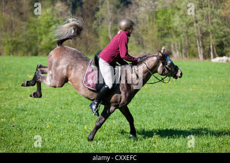 Arabian stallion, roan, tronçonnage avec un cavalier sur un pré, Tyrol du Nord, l'Autriche, Europe Banque D'Images