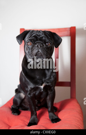 Le pug noir assis sur une chaise de cuisine rouge Banque D'Images