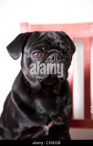 Le pug noir rouge sur une chaise de cuisine Banque D'Images