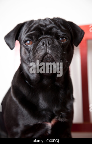 Le pug noir rouge sur une chaise de cuisine Banque D'Images