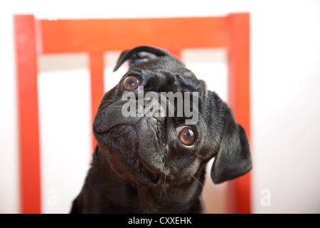 Le pug noir rouge sur une chaise de cuisine Banque D'Images