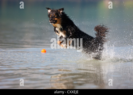 Berger Australien sauter dans l'eau, Tyrol du Nord, l'Autriche, Europe Banque D'Images