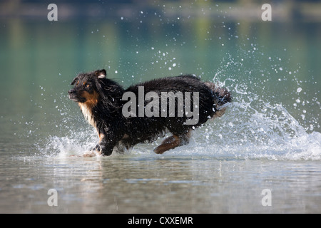 Berger Australien sauter dans l'eau, Tyrol du Nord, l'Autriche, Europe Banque D'Images