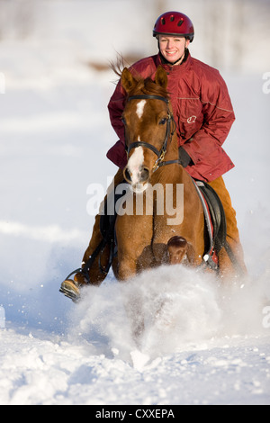 Galopant sur une fille de couleur chestnut Arabian mare dans la neige du Nord, Tyrol, Autriche, Europe Banque D'Images