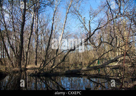 Darss forêt près de Prerow, Poméranie occidentale Lagoon Salon National Park, Darss, Mecklembourg-Poméranie-Occidentale Banque D'Images