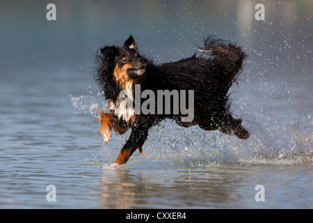 Berger Australien sauter dans l'eau, Tyrol du Nord, l'Autriche, Europe Banque D'Images