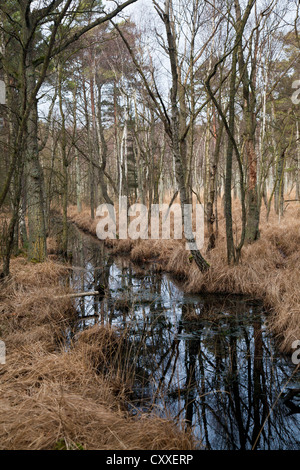 Darss forêt près de Ahrenshoop, Poméranie occidentale Lagoon Salon National Park, Darss, Mecklembourg-Poméranie-Occidentale Banque D'Images