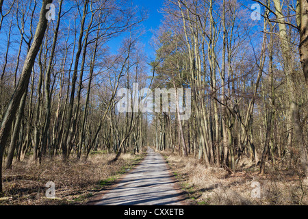 Piste en forêt, forêt près de Darss Zingst, Poméranie occidentale Lagoon Salon National Park, Darss, Mecklembourg-Poméranie-Occidentale Banque D'Images