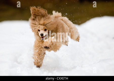 Caniche toy fonctionnant dans la neige du Nord, Tyrol, Autriche, Europe Banque D'Images