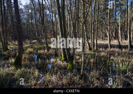 Darss forêt près de Prerow, Poméranie occidentale Lagoon Salon National Park, Darss, Mecklembourg-Poméranie-Occidentale Banque D'Images