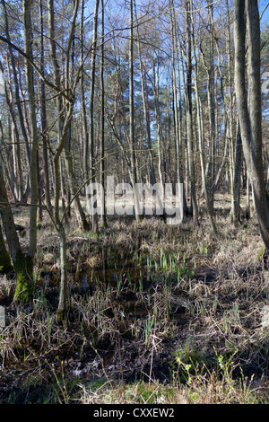 Darss forêt près de Prerow, Poméranie occidentale Lagoon Salon National Park, Darss, Mecklembourg-Poméranie-Occidentale Banque D'Images