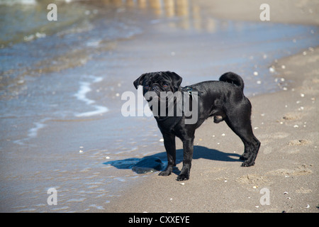 Le PUG Noir debout sur une plage Banque D'Images