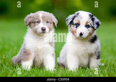 Bergers Australiens, chiots assis dans un pré, Tyrol, Autriche, nord de l'Europe Banque D'Images