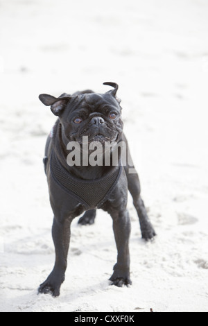 Le PUG Noir debout sur une plage Banque D'Images