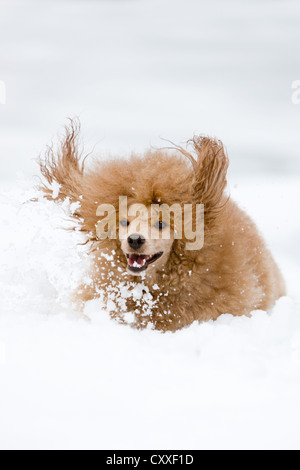 Caniche toy fonctionnant dans la neige du Nord, Tyrol, Autriche, Europe Banque D'Images