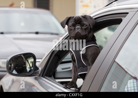 Young black pug regardant par la fenêtre d'une voiture Banque D'Images