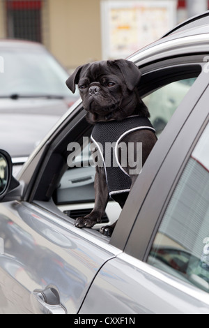 Young black pug regardant par la fenêtre d'une voiture Banque D'Images