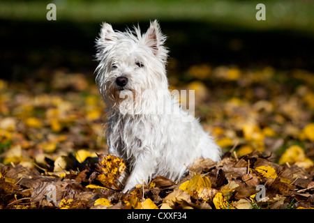 West Highland Terrier assis en automne feuillage, Tyrol du Nord, l'Autriche, Europe Banque D'Images