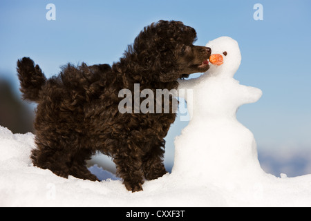 Caniche toy chiot jouer avec un bonhomme, Tyrol du Nord, l'Autriche, Europe Banque D'Images