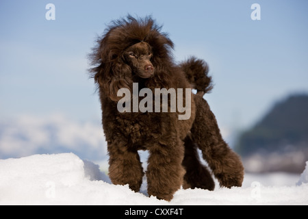 Caniche toy debout dans la neige, Tyrol du Nord, l'Autriche, Europe Banque D'Images