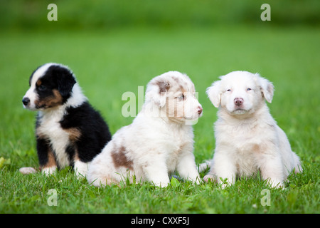 Bergers Australiens, chiots assis dans un pré, Tyrol, Autriche, nord de l'Europe Banque D'Images