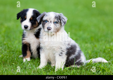 Bergers Australiens, chiots assis dans un pré, Tyrol, Autriche, nord de l'Europe Banque D'Images