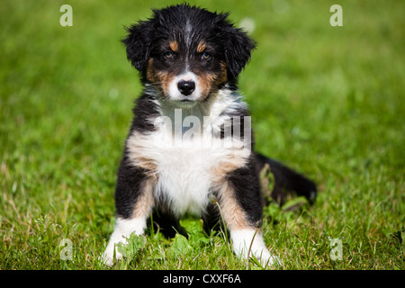 Berger Australien, chiot assis dans un pré, Tyrol, Autriche, nord de l'Europe Banque D'Images