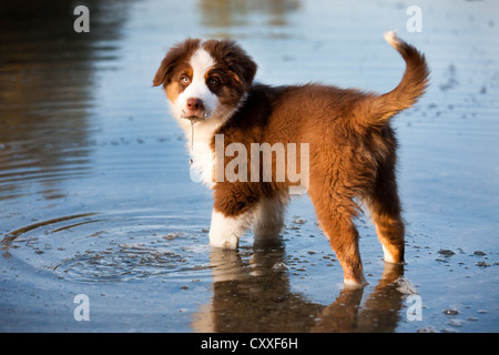 Chiot berger australien debout dans l'eau du Nord, Tyrol, Autriche, Europe Banque D'Images